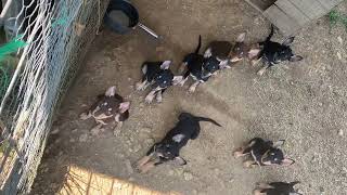 8 week old Kelpie/Border Collie Puppies