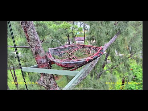 Bald Eagle Nest Cam - Miami-Dade County — Miami, FL live camera thumbnail