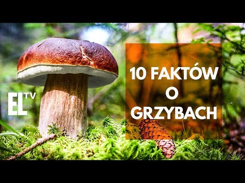 10 faktów o grzybach