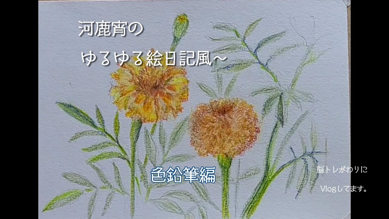 色鉛筆】マリーゴールドを描いてみた。 - YouTube