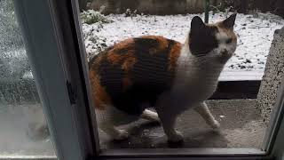 Snowy the cat