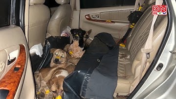 Cảnh sát giao thông truy đuổi, bắt giữ băng nhóm chuyên dùng ô tô đi trộm chó