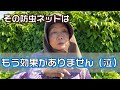 白菜が大きくなり防虫ネットの中で窮屈そうですがネットを外すと虫に食べられるのが心配です。