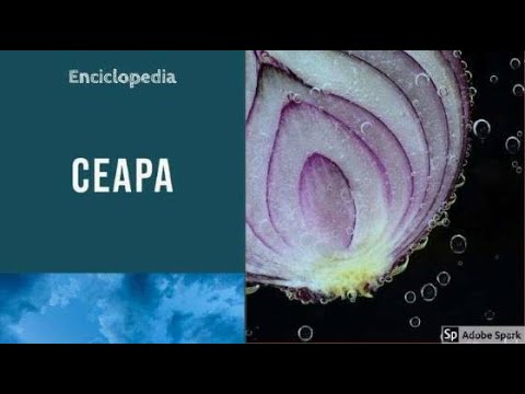 Video: Cum Se Salvează Ceapa