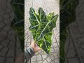Alocasia Sanderianna Bull #kiengla #alocasia #alocasiasanderianna #sanderiannabull #alocasiavar