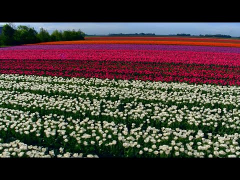 Video: Terra dei tulipani - Paesi Bassi. Paese dei tulipani in Europa