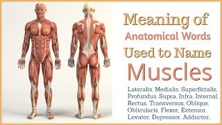 Meanings of Anatomical Words Used to Name Muscles in the Body