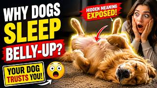 Dogs Expose Their Belly While Sleeping—Don't Ignore This Sign