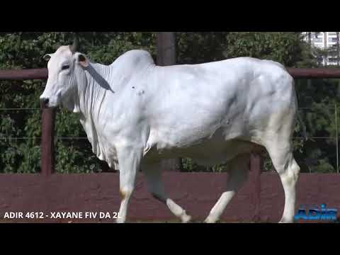 ADIR 4612 - XAYANE FIV DA 2L - LOTE 05