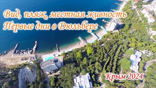 Первые дни на ЮБК. Вид из номера, прогулка по пляжу в сторону Мисхора и местная живность.