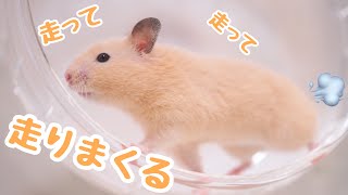 ホイールの使い方バリエーション【ハムスター】