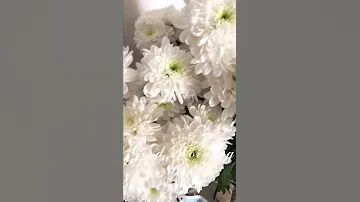 Белые хризантемы