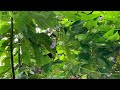 How To Grow Winged Bean from Seeds to Harvest-Growing Winged Bean Plant at Home