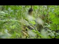 Infant mountain gorilla in Bwindi Forest playing. Footage by One Health Productions