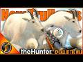 The NEW Mountain Goat TruHorns are Actually GREAT! | theHunter Call of the Wild
