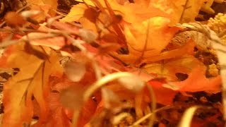 My Favorite Fall things TAG! @MsCavalier01