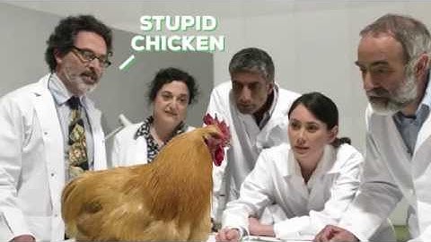 do animals remember everything do they have memory