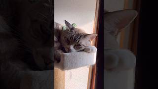 【かわいい】猫にセクハラしたら #ねこチャック #猫 #Cat