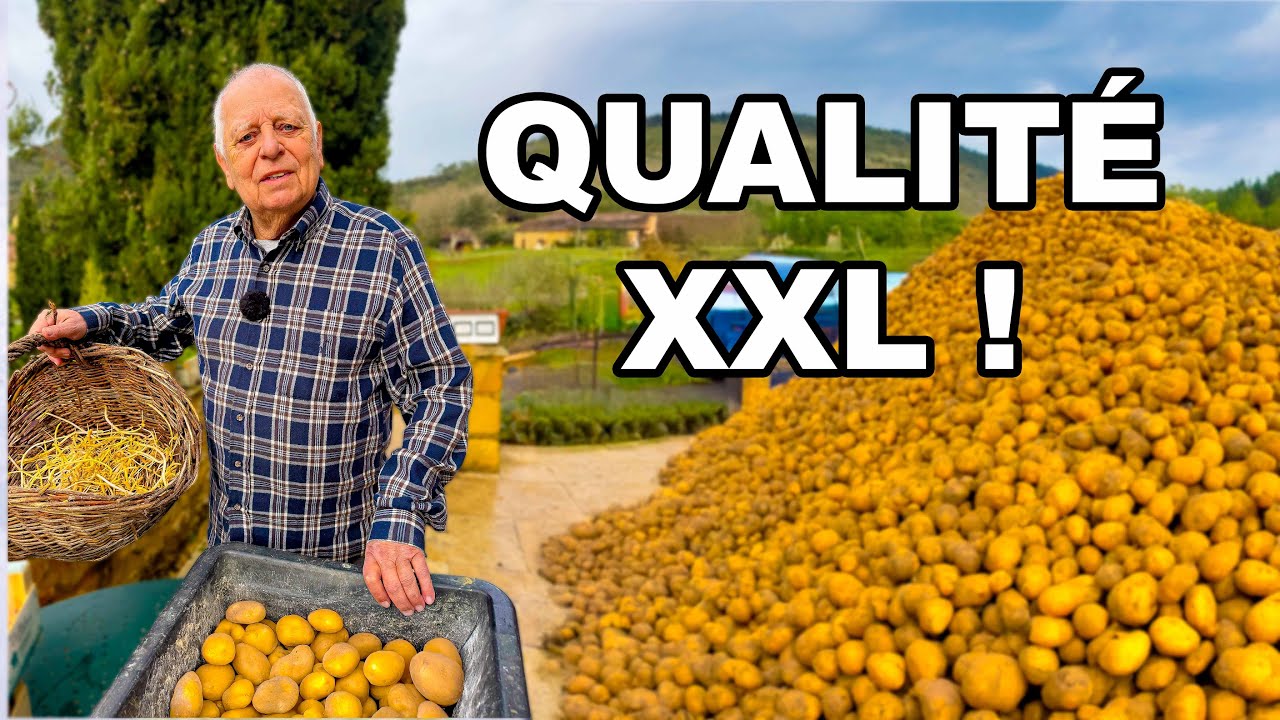 La MEILLEURE POMME DE TERRE 2026 !  récolte ABONDANTE et SAINE !  🥔