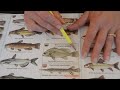 Asmr  fishing handbook and identification guide  softly spoken