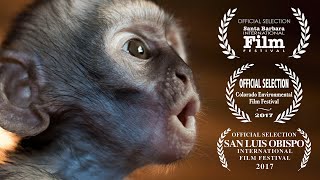 Baby Monkeys Fighting For Survival  Vervet Forest Documentary