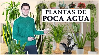 TOP 8 plantas de interior de poco riego