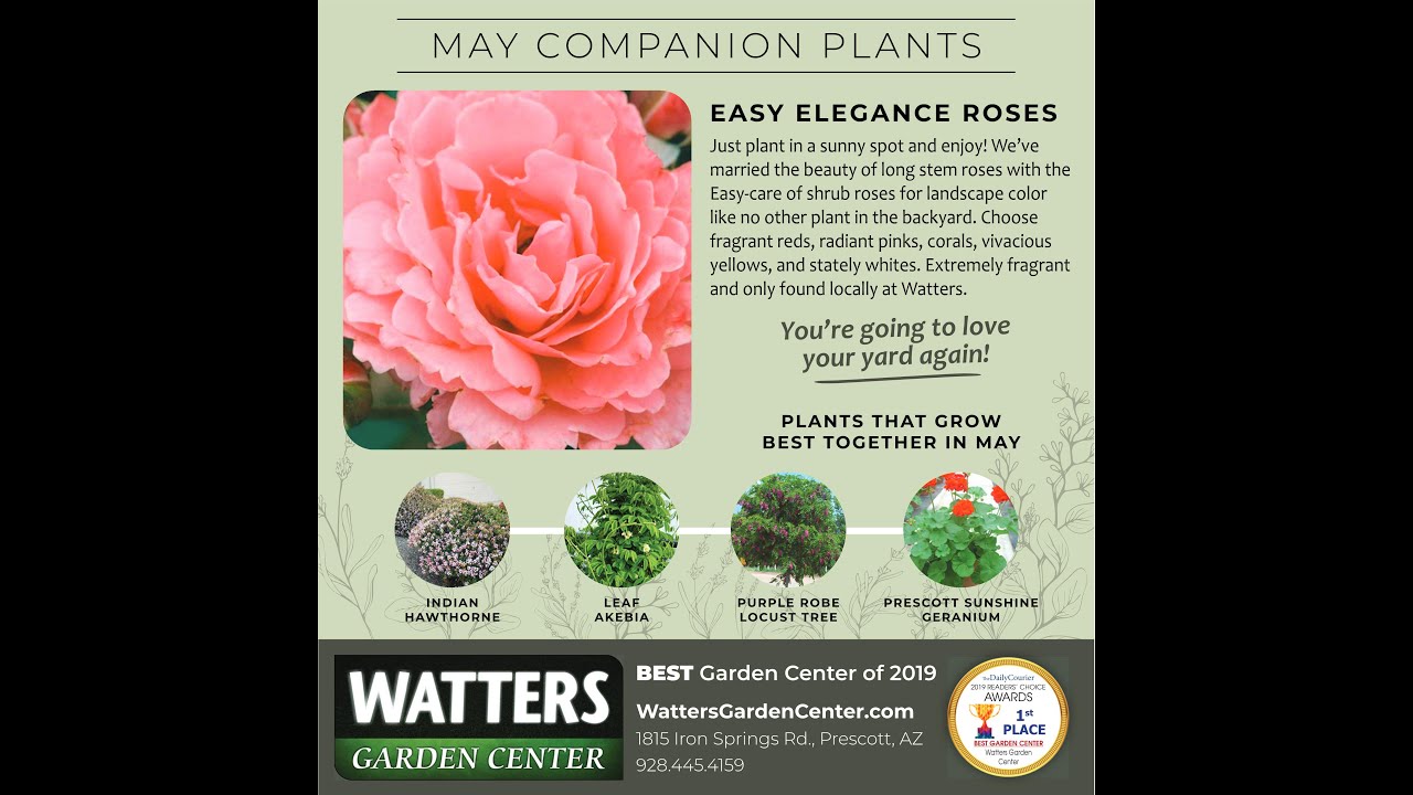 May Companion Plants Easy Elegance Rose YouTube