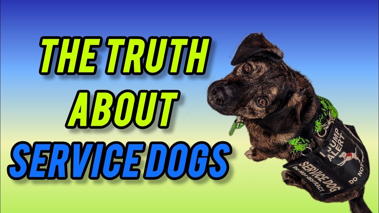 Unmasking the TRUTH About SERVICE DOGS Service Animals Canada YouTube