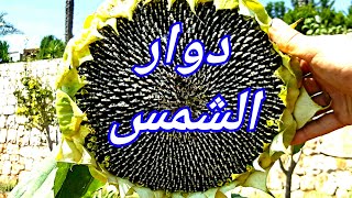 تعرف على نبات دوار الشمس وفوائدة ⤵️⤵️⤵️Learn about the sunflower plant and its benefits