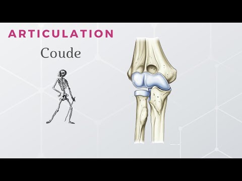 Vidéo: À l'articulation huméroradiale qui s'articule avec la tête du radius ?