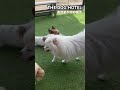 2025 05 01 THE DOG HOTEL レオンくん 2025 05 01 THE DOG HOTEL レオンくん
