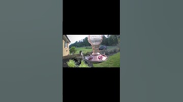 Jaw-Dropping Hummingbird Cam Footage