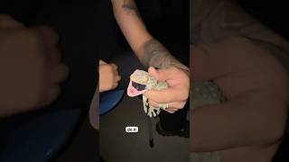 Giant Tokay gecko bite reaction! #shortvideo #shorts #tokay #thailand