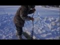 Видеосъемка якутских коров и северных овец в зимнее время в хозяйстве ЯГСХА