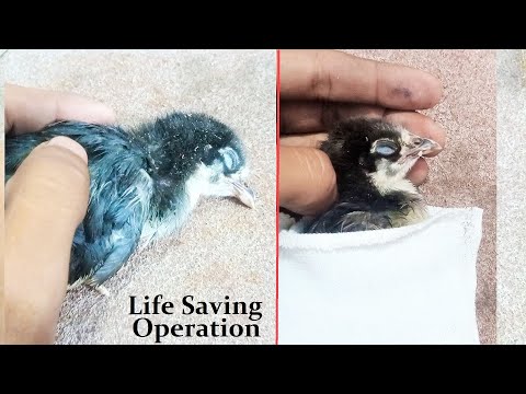 Life saving operation