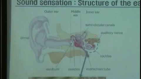 [Lecture 8-2: Structure of ear & SPL] Introduction to Acoustics by Prof. Yang-Hann Kim