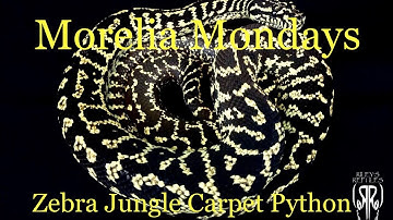 Morelia Mondays Ep. 5