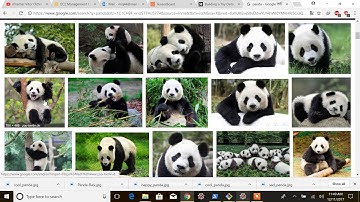 Custom Object  ( Panda ) Detection Using Tensorflow object detection API