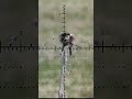 Watch How This Pest Bird Gets Sent Into a Spinning Frenzy with an Airgun Shot!