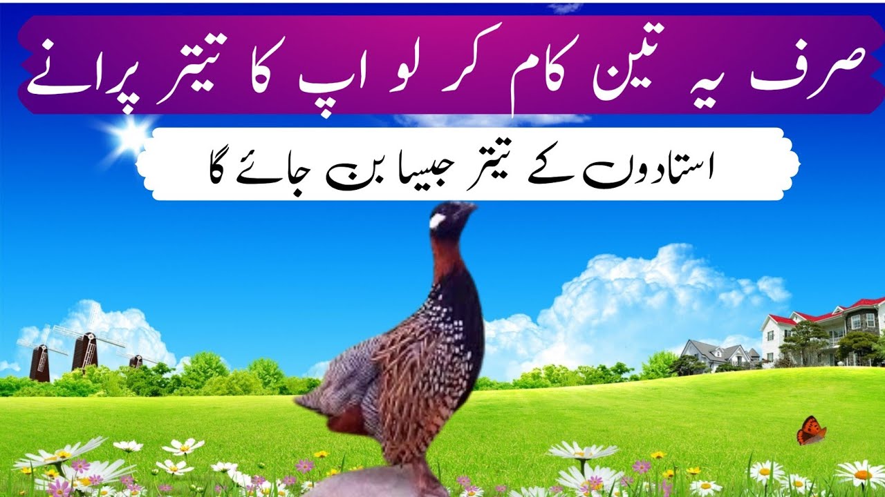 کالے تیتر کو بلانے اور فٹ کرنے کا طریقہ کار اور ترتیبات