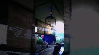 pleci gunkar nembak isian wit wit