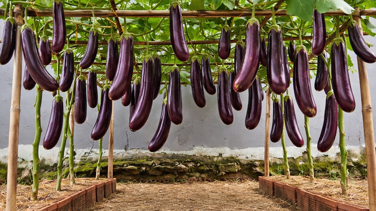My Biggest Mistake: Not Knowing This Eggplant Growing Trick Sooner