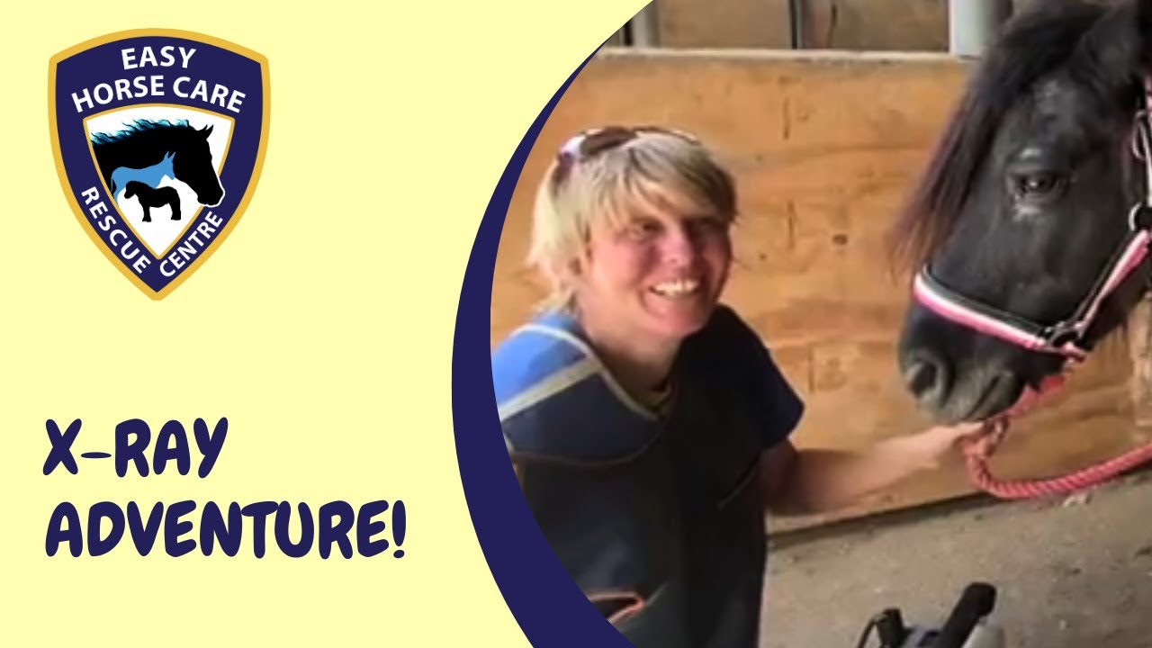 🆙 Updates on Juliet's Recovery and Galahad's Progress Easy Horse Care