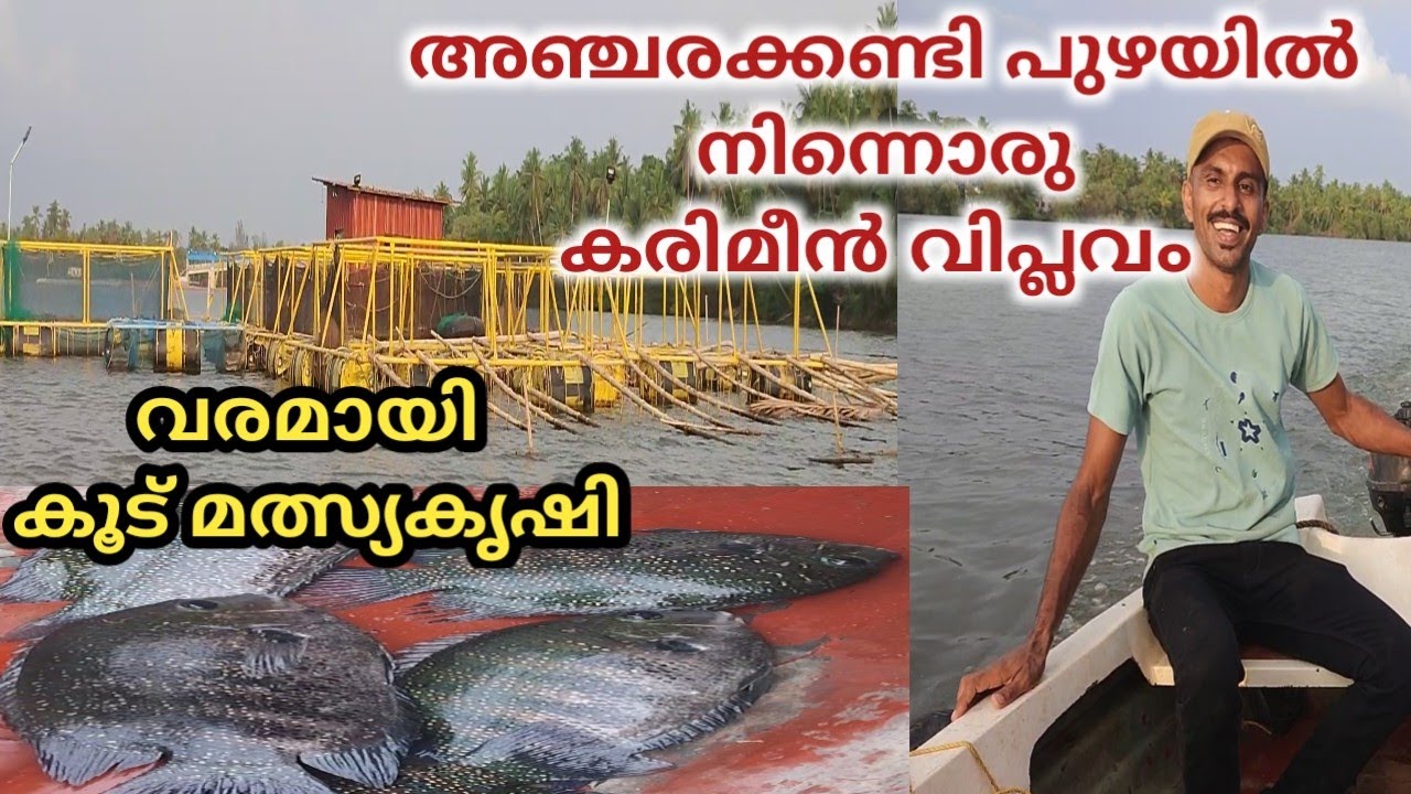 കരിമീൻകൃഷി# കൂട് മത്സ്യ കൃഷി. പുഴയിൽ മത്സ്യ കൂട് തയ്യാറാക്കി 5 വർഷമായി കരിമീൻ വളർത്തുന്ന യുവ കർഷകൻ