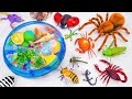 🦈Toy ASMR🦈RC Tarantula Spdier &amp; RC Crab &amp; RC LadyBug &amp; Lizard ASMR Satisfying with Unboxing