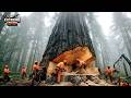 Extreme Chainsaw Skills Extreme Dangerous Fastest Big Chainsaw Cutting Tree Machines #3