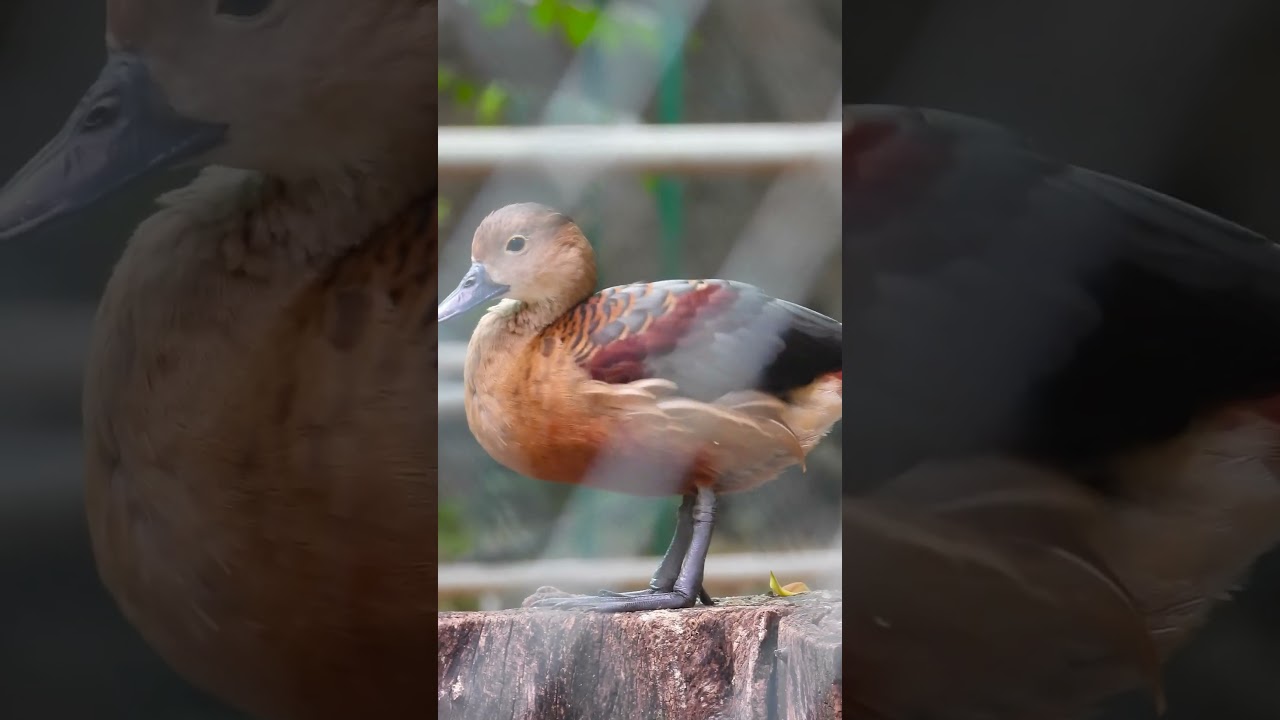 Most Beautiful Duck Species in the World 