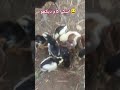 plz dont under review my video pl viral#aseel #aseelchicken #royalaseel #aseelfarming #farmvlog #vir