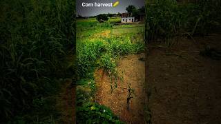 #shortvideo corn harvest 🌽👍#amazingshorts