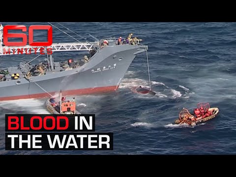 Video: Moet de walvisjacht worden verboden?